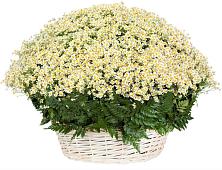 Цветочная композиция из Ромашки в корзине #REPLACE_PRED# Пряже